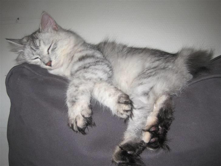 Kurilean Bobtail Geisha Golden look*LT billede 14