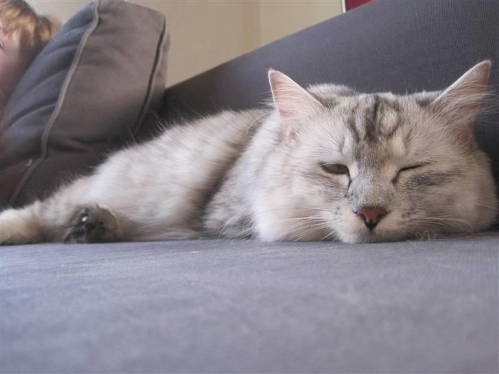 Kurilean Bobtail Geisha Golden look*LT billede 15