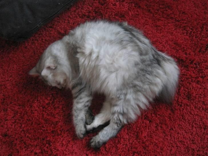 Kurilean Bobtail Geisha Golden look*LT billede 1