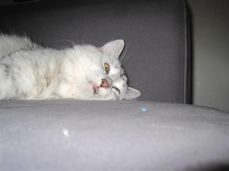 Kurilean Bobtail Geisha Golden look*LT - Sovende med åbne øjne billede 16