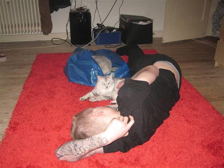 Kurilean Bobtail Geisha Golden look*LT billede 17