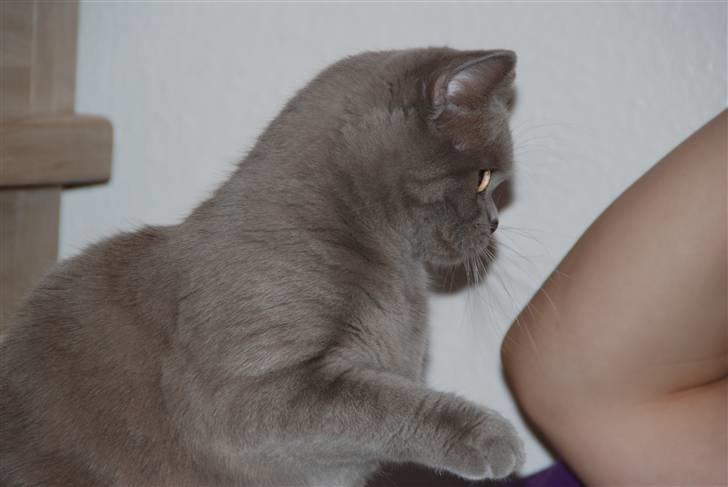 British Shorthair DK Northern Feline Alba V - Alba Viola 7 mdr. gamel (: billede 10