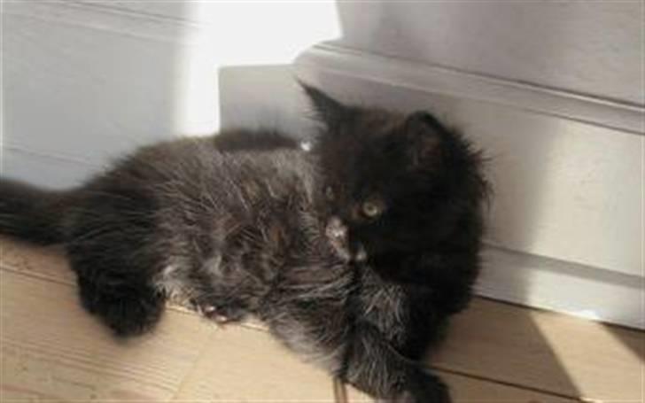 Maine Coon Codi  Nunu  billede 1