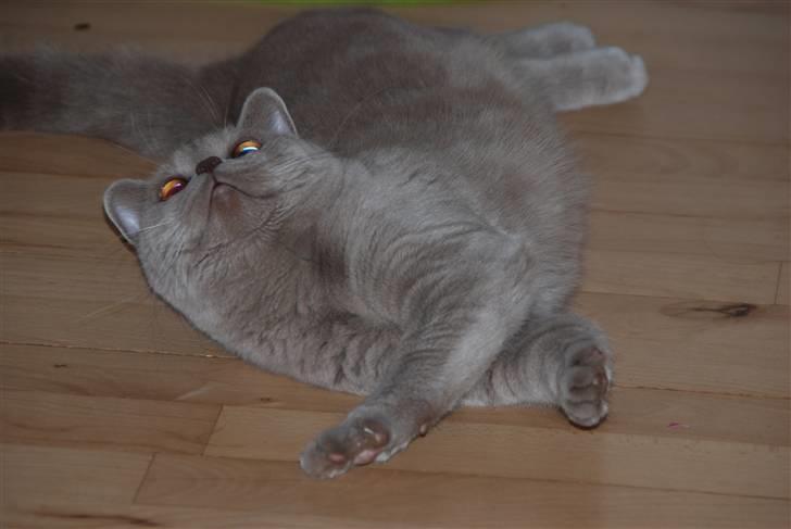 British Shorthair DK Northern Feline Alba V - Alba Viola 8,5 mdr. gamel (: billede 9