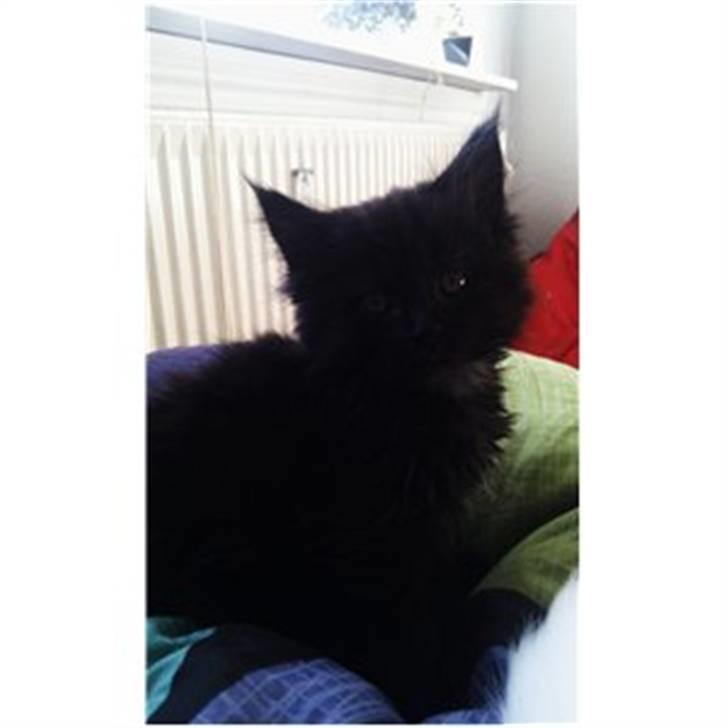 Maine Coon Codi  Nunu  billede 2