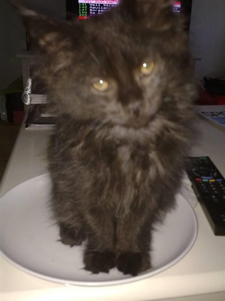 Maine Coon Codi  Nunu  billede 3