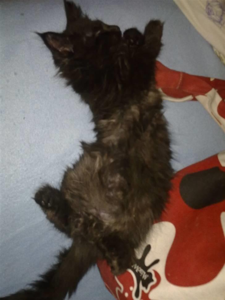 Maine Coon Codi  Nunu  billede 4