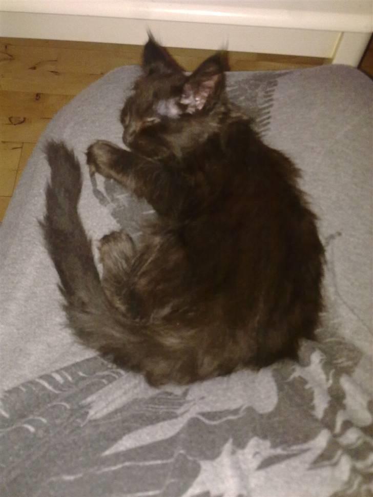 Maine Coon Codi  Nunu  billede 5