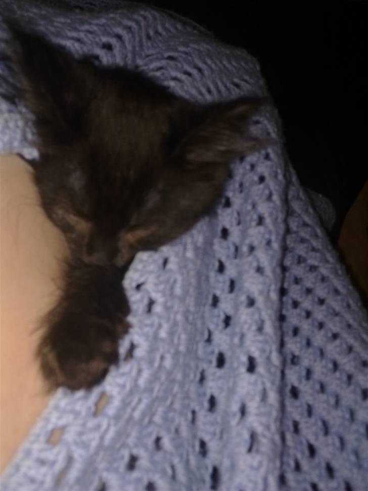 Maine Coon Codi  Nunu  billede 6