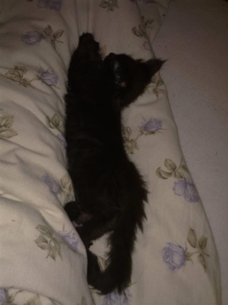 Maine Coon Codi  Nunu  billede 7