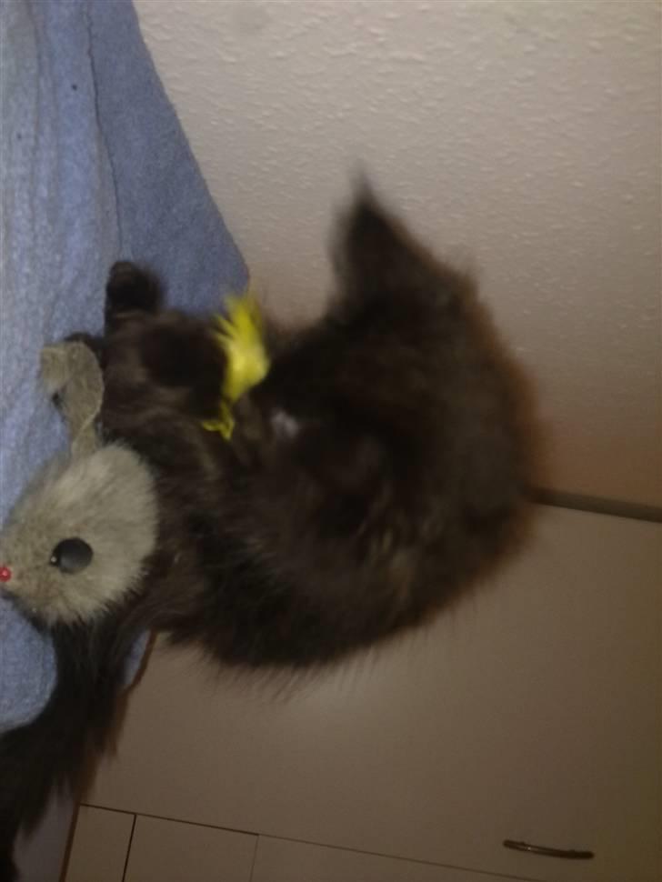 Maine Coon Codi  Nunu  billede 8