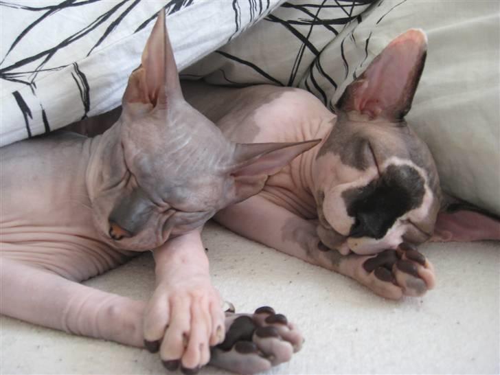 Sphynx Nemesis billede 9
