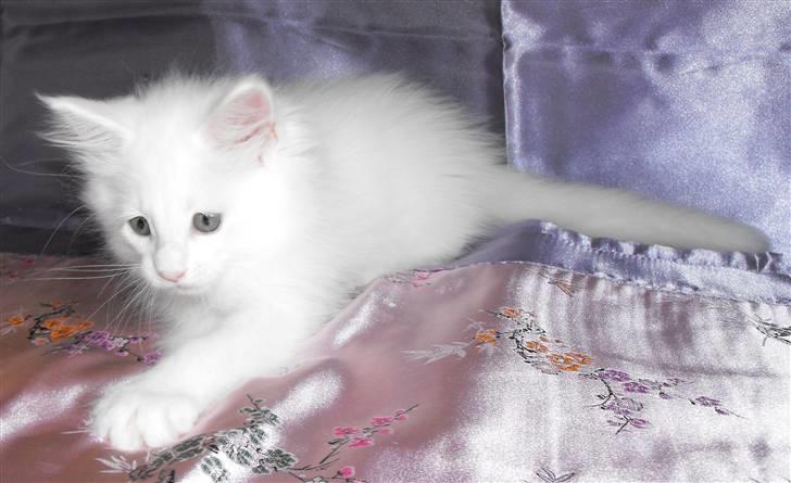 Maine Coon SnowAngels White Flower billede 1