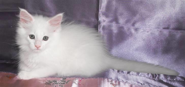 Maine Coon SnowAngels White Flower billede 2