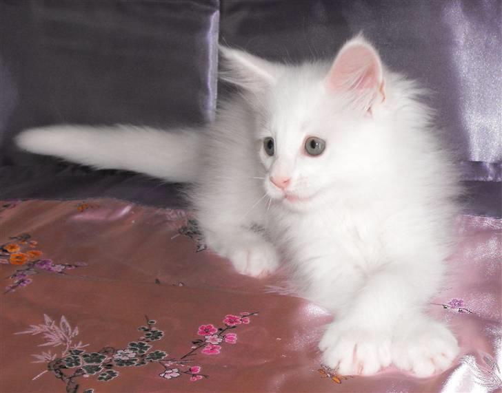Maine Coon SnowAngels White Flower billede 3
