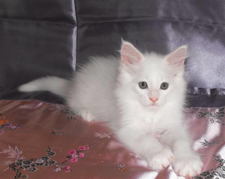 Maine Coon SnowAngels White Flower billede 4