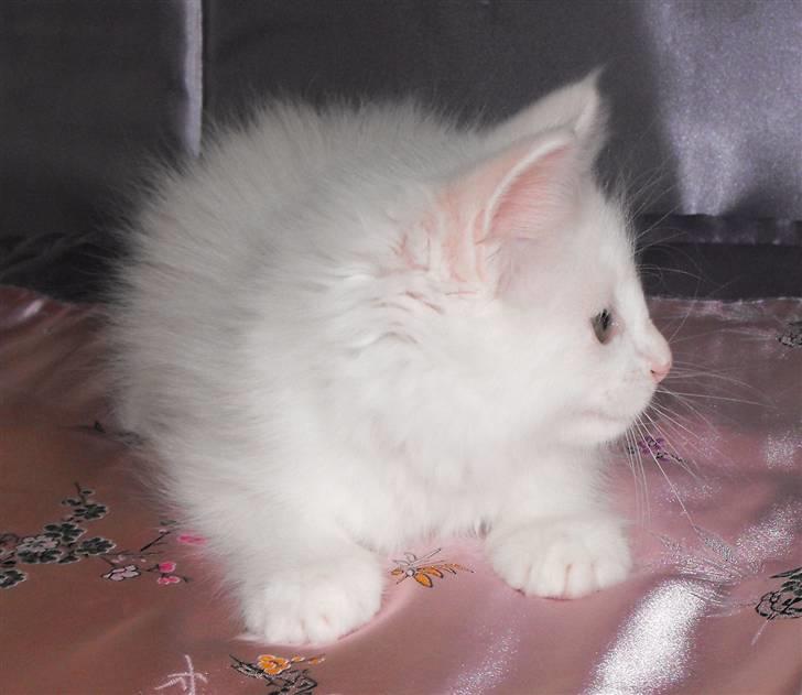 Maine Coon SnowAngels White Flower billede 5