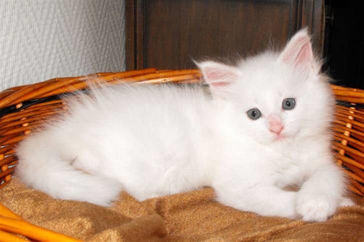 Maine Coon SnowAngels White Flower billede 6
