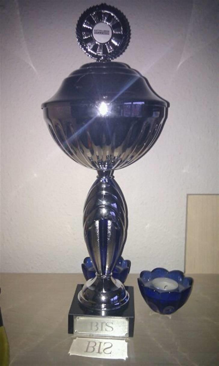 British Shorthair Iris af Clipper - Best in show pokal fra Snejbjerg udstillingen... billede 18