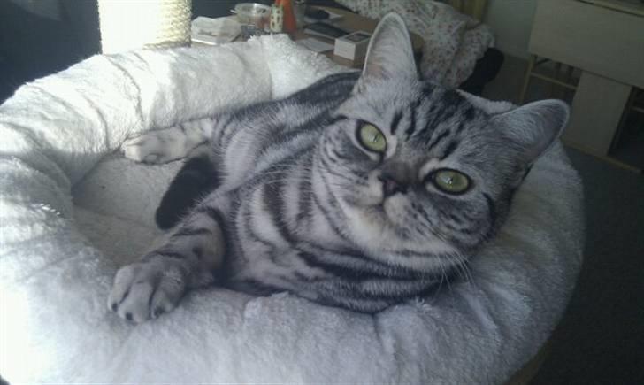 British Shorthair Iris af Clipper billede 19