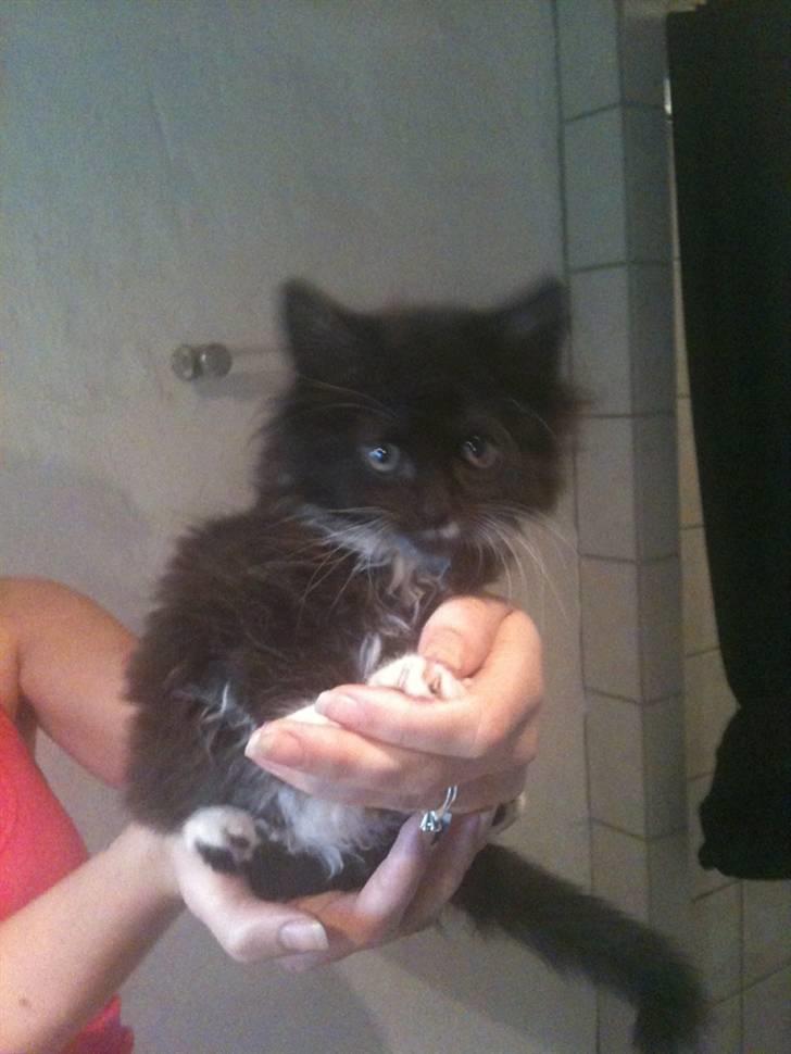 Blanding af racer Phoebe - da hun var helt lille hjemme hos sælger :) billede 2