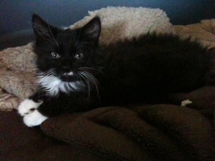 Blanding af racer Phoebe - billede fra sælger, nok ca 8-10 uger gammel :) billede 3