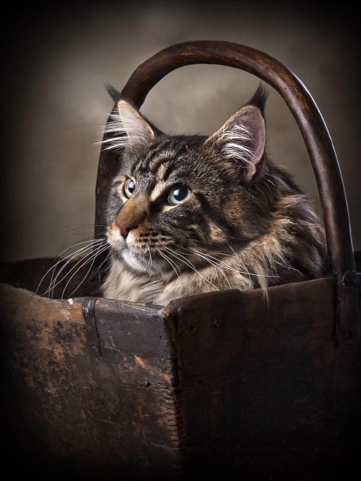 Maine Coon EkiriCoon´s Calypso billede 9