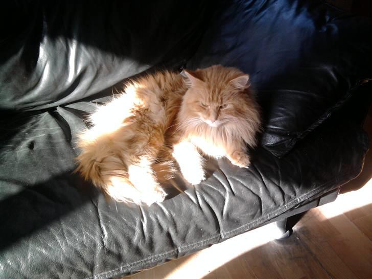 Maine Coon Montago billede 4
