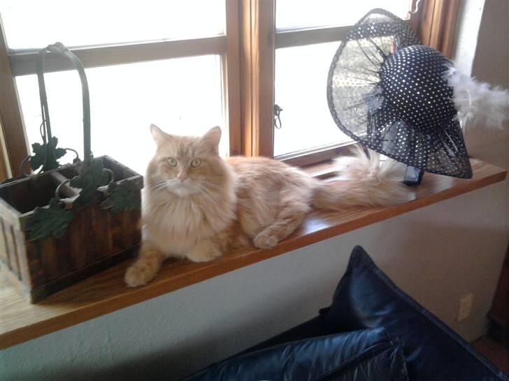Maine Coon Montago billede 8