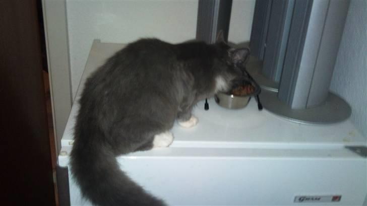 Blanding af racer Luna <3 - Første måltid i hendes nye hjem :) billede 2