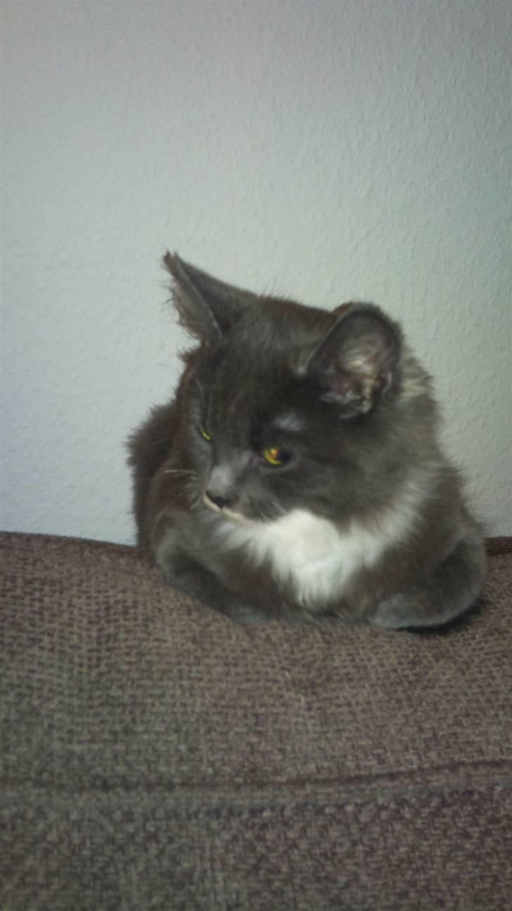 Blanding af racer Luna <3 - Er ikke så forfærdelig fotogen :) billede 3