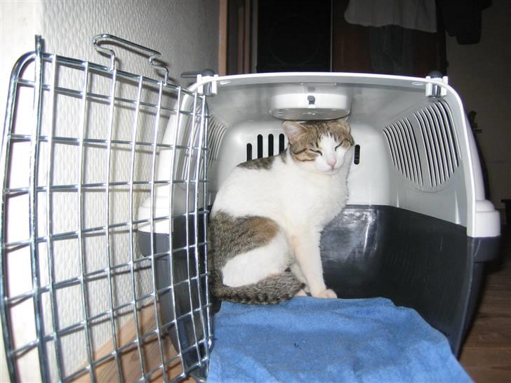 Huskat Meli billede 19