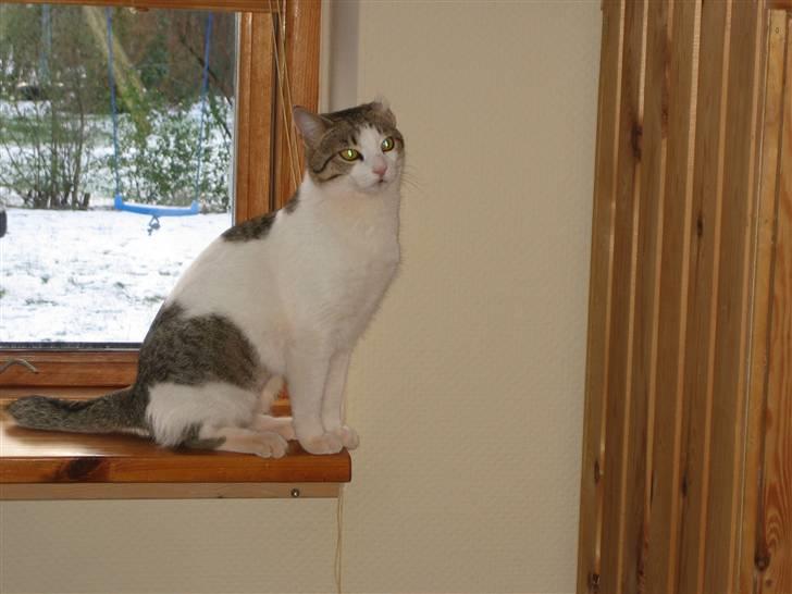 Huskat Meli billede 20