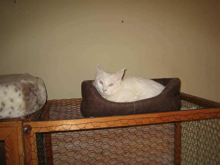 Maine Coon Buca billede 10