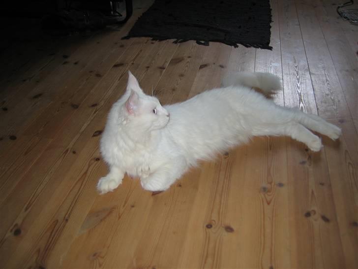 Maine Coon Buca billede 11