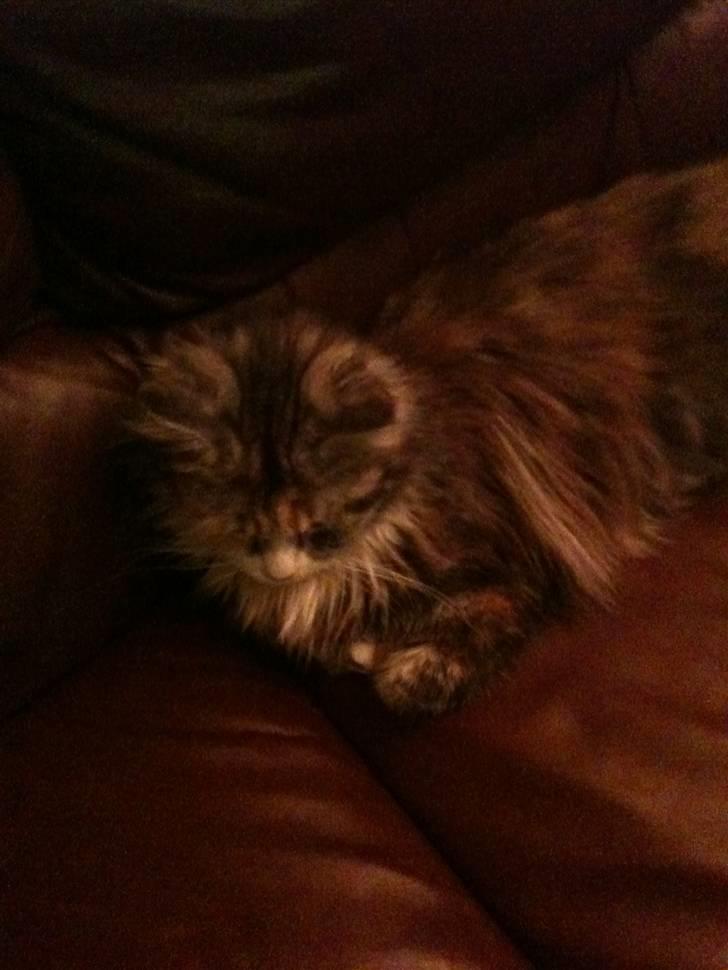 Blanding af racer Athene billede 11