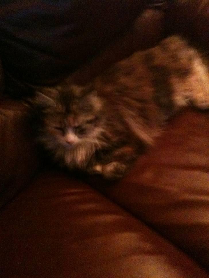 Blanding af racer Athene billede 12