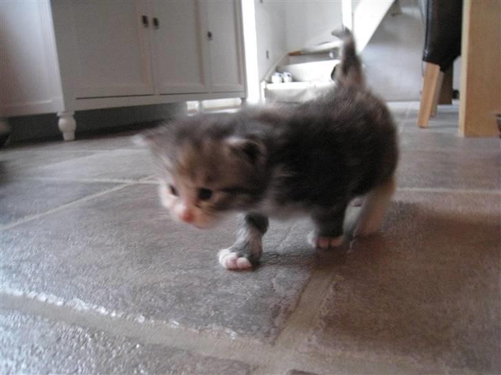 Blanding af racer Athene billede 13