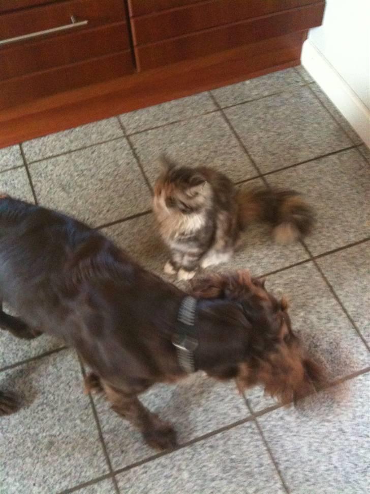 Blanding af racer Athene billede 14