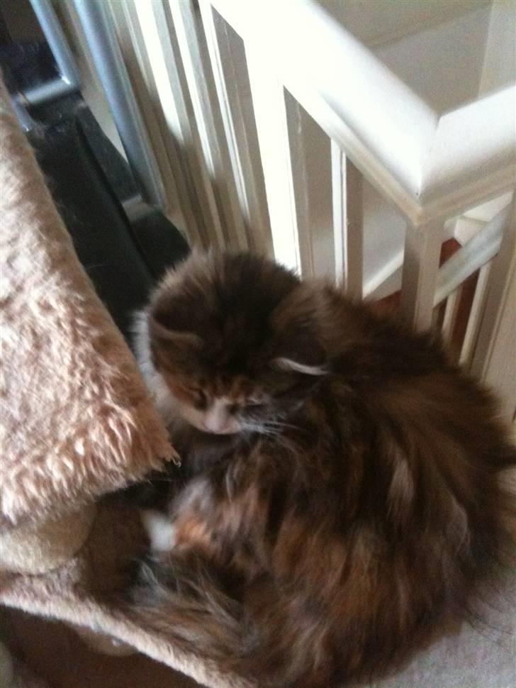 Blanding af racer Athene billede 15