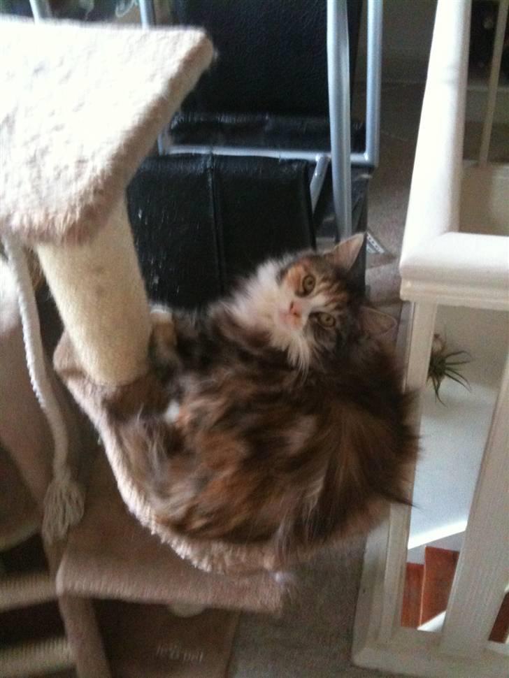 Blanding af racer Athene billede 16