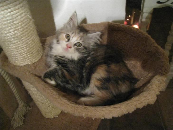 Blanding af racer Athene billede 17