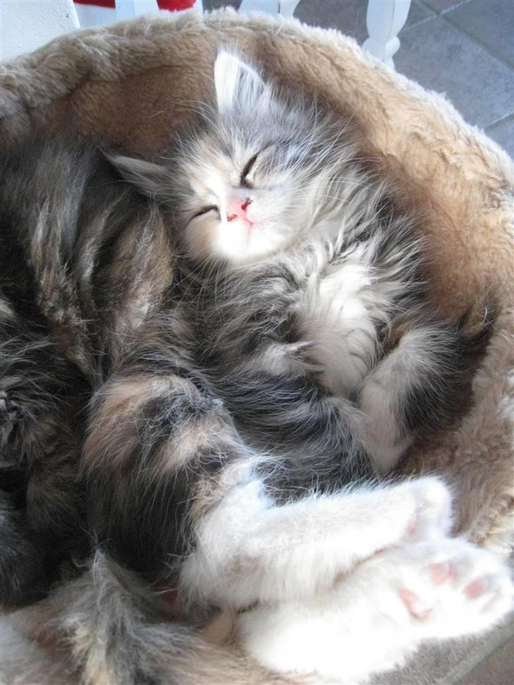 Blanding af racer Athene billede 18