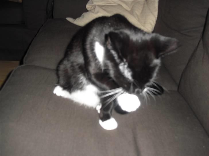 Huskat Morgan - Skal da være ren og pæn :-) billede 1