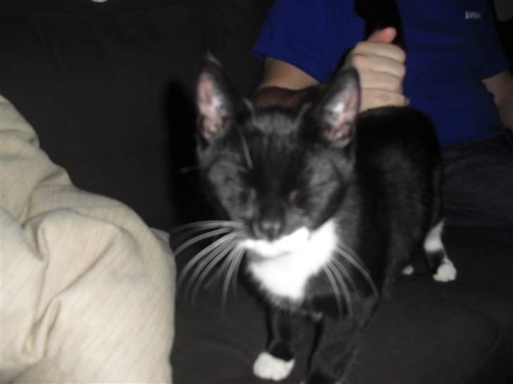 Huskat Morgan - Kæler lidt med far billede 2