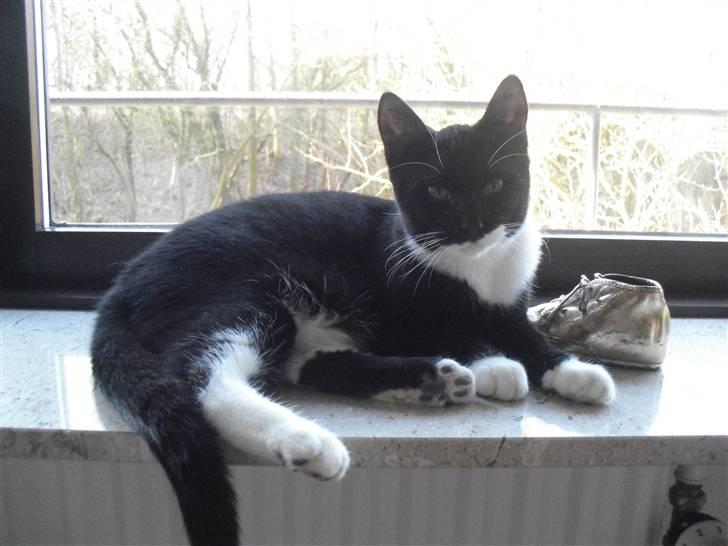 Huskat Morgan - nyder solskinnet :-) billede 3