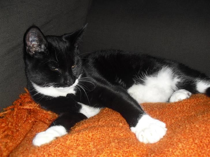 Huskat Morgan - Putter i sofaen sammen med mor billede 4