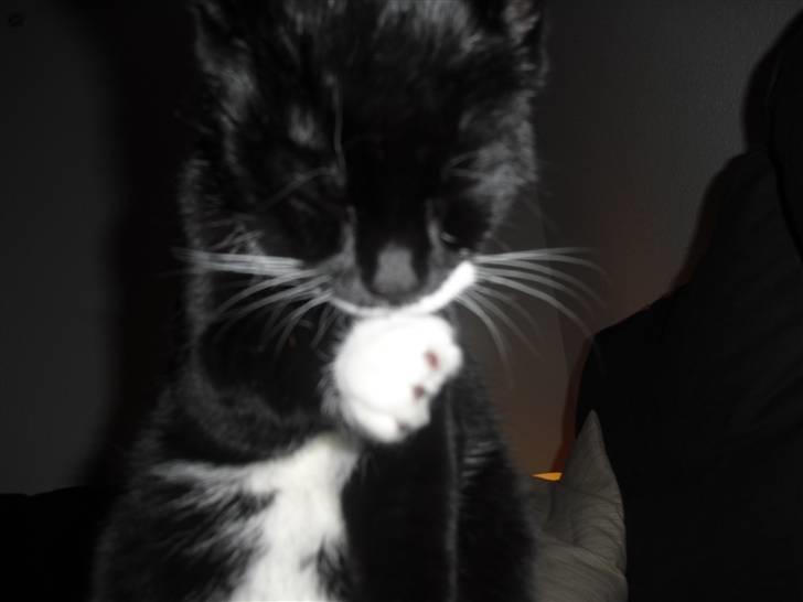 Huskat Morgan - Rene poter er et most  billede 5