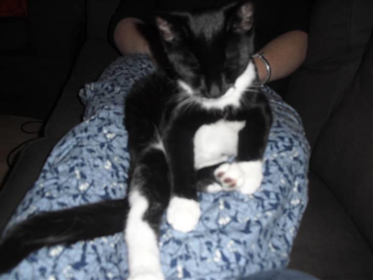 Huskat Morgan - Putter på mors ben billede 6