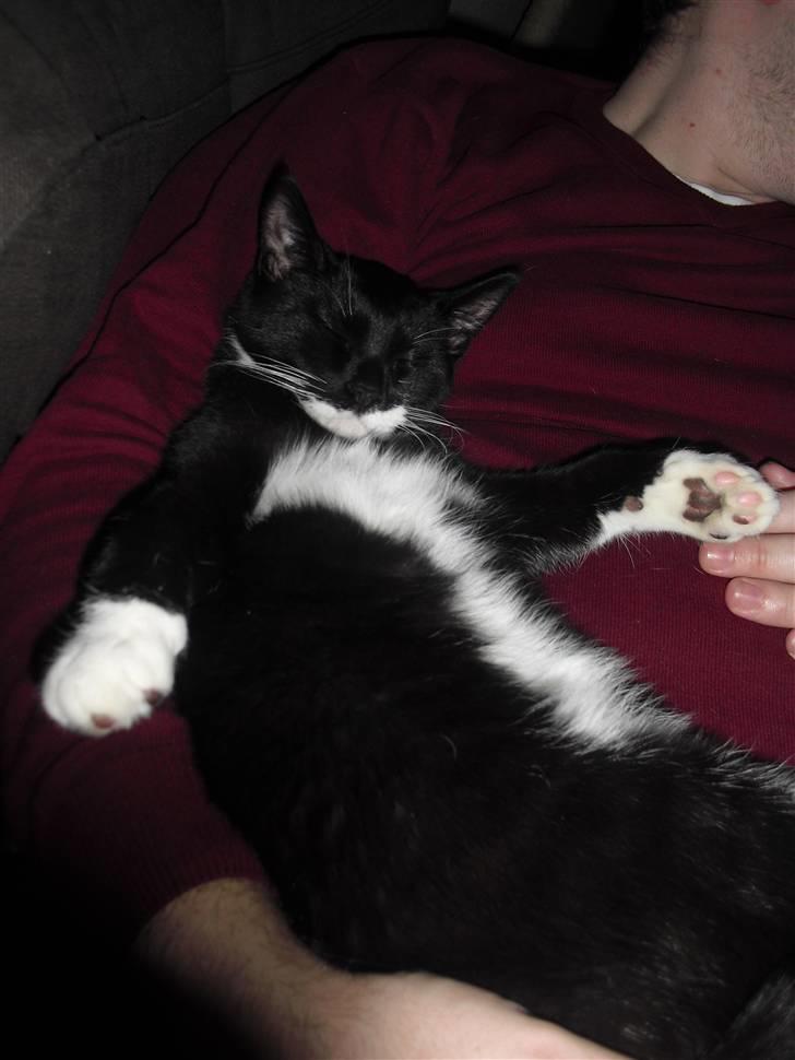 Huskat Morgan - Putter hos far efter en lang dag billede 7